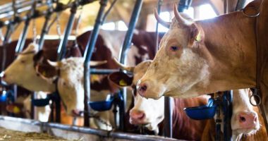 Stire din Economie : Crescătorii de animale vor primi sprijinul financiar de aproape 16 milioane lei