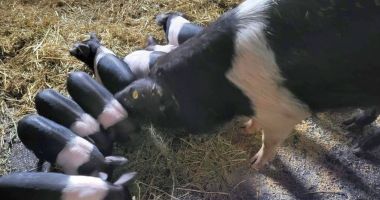 Stire din Economie : Bani de la stat pentru crescătorii constănţeni de porci din rasele Bazna şi Mangaliţa
