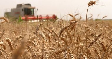 Măsuri de sprijin de urgenţă! Producătorii agricoli de cereale pot depune cereri de finanţare, la APIA, până pe 11 mai