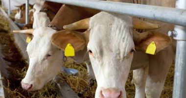 APIA: Sprijin financiar în valoare de peste 1,5 milioane lei pentru crescătorii de animale
