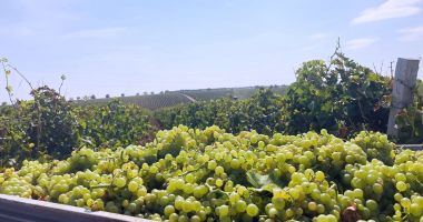 Fermierii constănţeni pot depune cererile de plată pentru asigurarea recoltelor până pe 15 octombrie