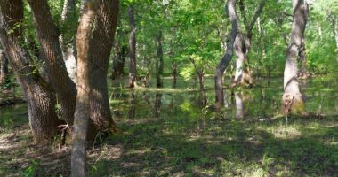Stire din Economie : Cum să devii proprietar în Delta Dunării. Fiscul scoate la vânzare o pădure la Partizani