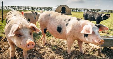 Stire din Economie : Sprijin financiar în valoare de peste 2,58 milioane de lei pentru crescătorii de animale