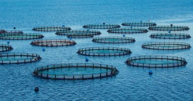 Stire din Economie : INCDM „Grigore Antipa”: Maricultura, mari şanse de dezvoltare la Marea Neagră
