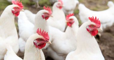 Stire din Economie : Comerţ, agricultură, finanţe. INFO economic