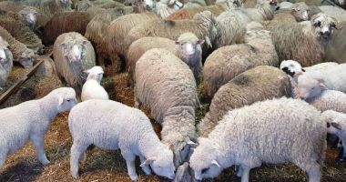 Stire din Economie : Sprijin financiar în valoare de peste 18,99 milioane lei pentru crescătorii de animale