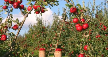 Stire din Economie : Fermierii constănţeni pot accesa până la 1,5 milioane de euro pentru investiţii în pomicultură