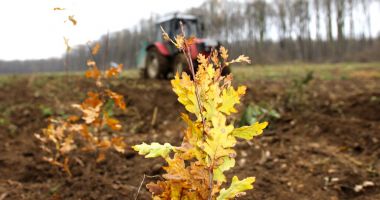 Stire din Economie : Romsilva: Peste 25 de milioane de puieţi, plantaţi, anul trecut, în fondul forestier de stat