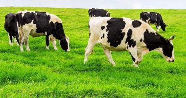 Stire din Economie : Creşterea de bovine şi bubaline. Fermierii constănţeni pot depune cereri pentru ajutor de stat până la 21 martie