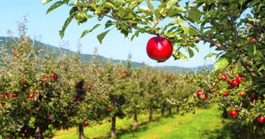 Stire din Economie : Fonduri nerambursabile pentru producătorii din sectorul agricol şi pomicol. Ce condiţii trebuie îndeplinite