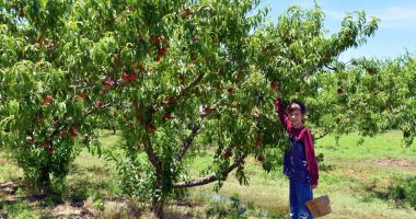 Stire din Economie : Agricultura nu se face după ureche! Lucrările de primăvară, esenţiale pentru o livadă de vis