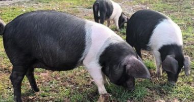 Stire din Economie : Pariul cu agricultura! Bani mai mulţi pentru crescătorii de porci din rasele Bazna şi Mangaliţa