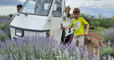 "Aurul mov" al Constanţei! Culturile de lavandă câştigă tot mai mult teren - 2