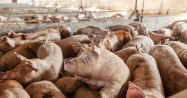 Stire din Economie : Bursă, agricultură, deficit comercial. INFO economic