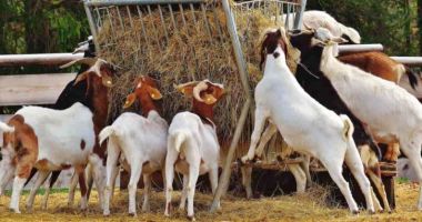 Stire din Economie : Gură de oxigen! Vin banii pentru crescătorii de animale din Constanţa