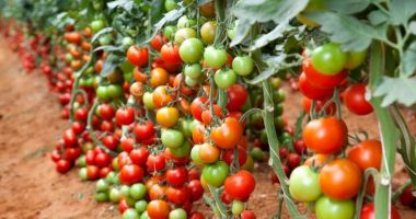 Stire din Economie : Finanţe, agricultură, energie. INFO economic