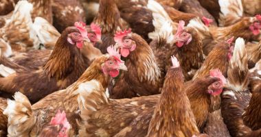 Stire din Economie : Consiliul Concurenţei, industrie avicolă, energie. INFO economic