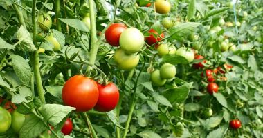 Stire din Economie : Miercuri, şedinţă de Guvern. O hotărâre extrem de importantă pentru fermieri va fi aprobată