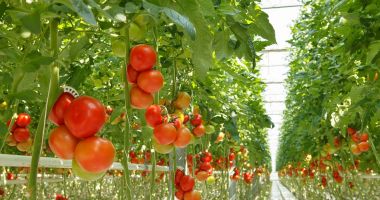 Stire din Economie : „Undă verde” pentru banii fermierilor! Direcţiile agricole şi APIA vor efectua controale pe teren