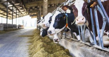 Stire din Economie : Bursă, agricultură, deficit comercial. INFO economic
