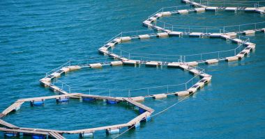 Stire din Economie : "Economia albastră"! Primele ferme în care se vor cultiva fructe de mare, pe litoralul românesc