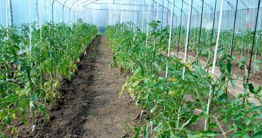 Stire din Economie : Prima centrală cu GPL! Fermierii constănţeni ar putea intra în programul pentru încălzirea serelor