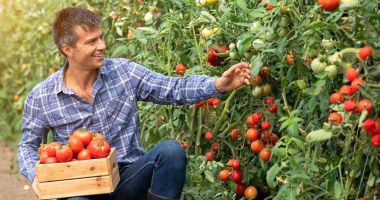 Stire din Economie : Programul Tomata va continua şi în 2025, însă va suferi modificări
