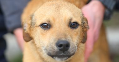 Stire din Social : Microciparea și sterilizarea animalelor este o obligație a stăpânilor!