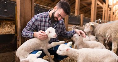 Stire din Economie : Muncă multă, bani puţini! Cât de profitabilă mai este afacerea "Mielul de la Paşte"