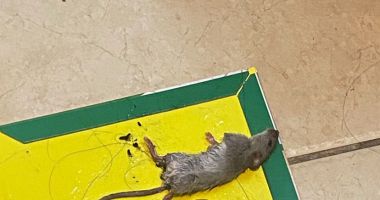 Mizerie de nedescris în căminele studenţeşti din Constanța. Care este reacția rectorilor - 7