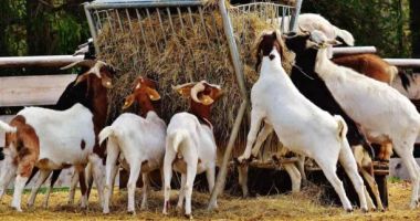 Stire din Economie : Industrie, agricultură, construcţii. INFO economic