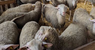 Stire din Economie : Banking, agricultură, energie. INFO economic