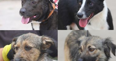 Stire din Social : Adoptați un blănos! Peste 400 de suflete își așteaptă stăpânul