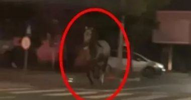 Stire din Eveniment : Ce a păţit un bărbat  după ce şi-a lăsat calul să alerge liber pe străzile din oraş