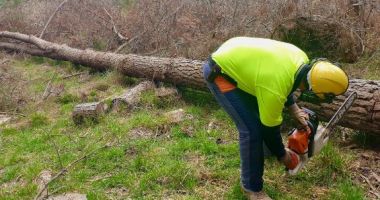 Stire din Economie : Direcţia Silvică Constanţa, pierderi de peste 50 de milioane de lei în ultimii cinci ani