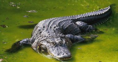 Stire din Actualitate : Un tată a patru copii a murit, după ce a fost atacat de un crocodil, sub ochii trecătorilor