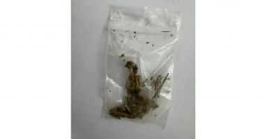 Stire din Eveniment : Un bărbat din Medgidia a încercat să evite jandarmii, dar a fost prins cu droguri în buzunar