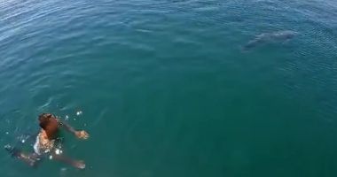Stire din Social : Momente inedite, la Marea Neagră. Delfin curios, la câțiva metri de țărm