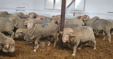 Stire din Economie : Piaţa ţigaretelor, agricultură, construcţii. INFO economic