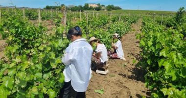 Stire din Economie : Recolte înjumătăţite! Îngheţul a făcut ravagii în podgorii, la Murfatlar