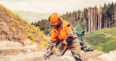 Stire din Economie : Direcţia Silvică Constanţa intră în istorie! Dispare funcţia de director, nu-s excluse reduceri de personal