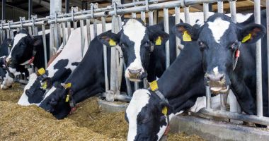 Stire din Economie : Bursă, producţie de carne, banking. INFO economic
