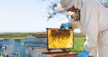 Stire din Economie : Sindicate, apicultură, siderurgie. INFO economic