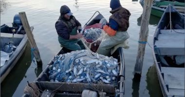 Stire din Social : Alarmă în Delta Dunării! Scrumbia, în declin în sezonul 2025