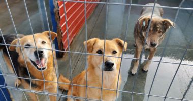 Stire din Actualitate : Câinii din adăposturi vor putea fi încredinţaţi spre îngrijire temporară înainte să fie adoptaţi