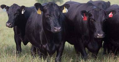 Stire din Eveniment : Zeci de vaci Black Angus au fost furate de pe câmp. Poliția a deschis anchetă