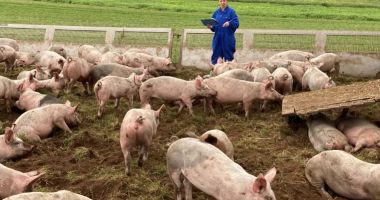 Stire din Economie : Vin banii pentru fermierii constănţeni. Cât încasează crescătorii de oi sau porci