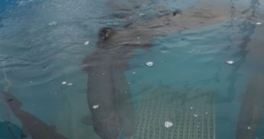 Stire din Social : Păstrăv somonat în Marea Neagră. Un experiment românesc reușit la Constanța