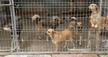 Stire din Social : Peste 500 de câini din Constanța așteaptă o familie iubitoare