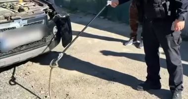 Stire din Eveniment : Un șofer s-a trezit cu șarpele pe parbriz în timp ce conducea